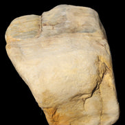 Petrified Wood from Queensland 244g Rocks and Things