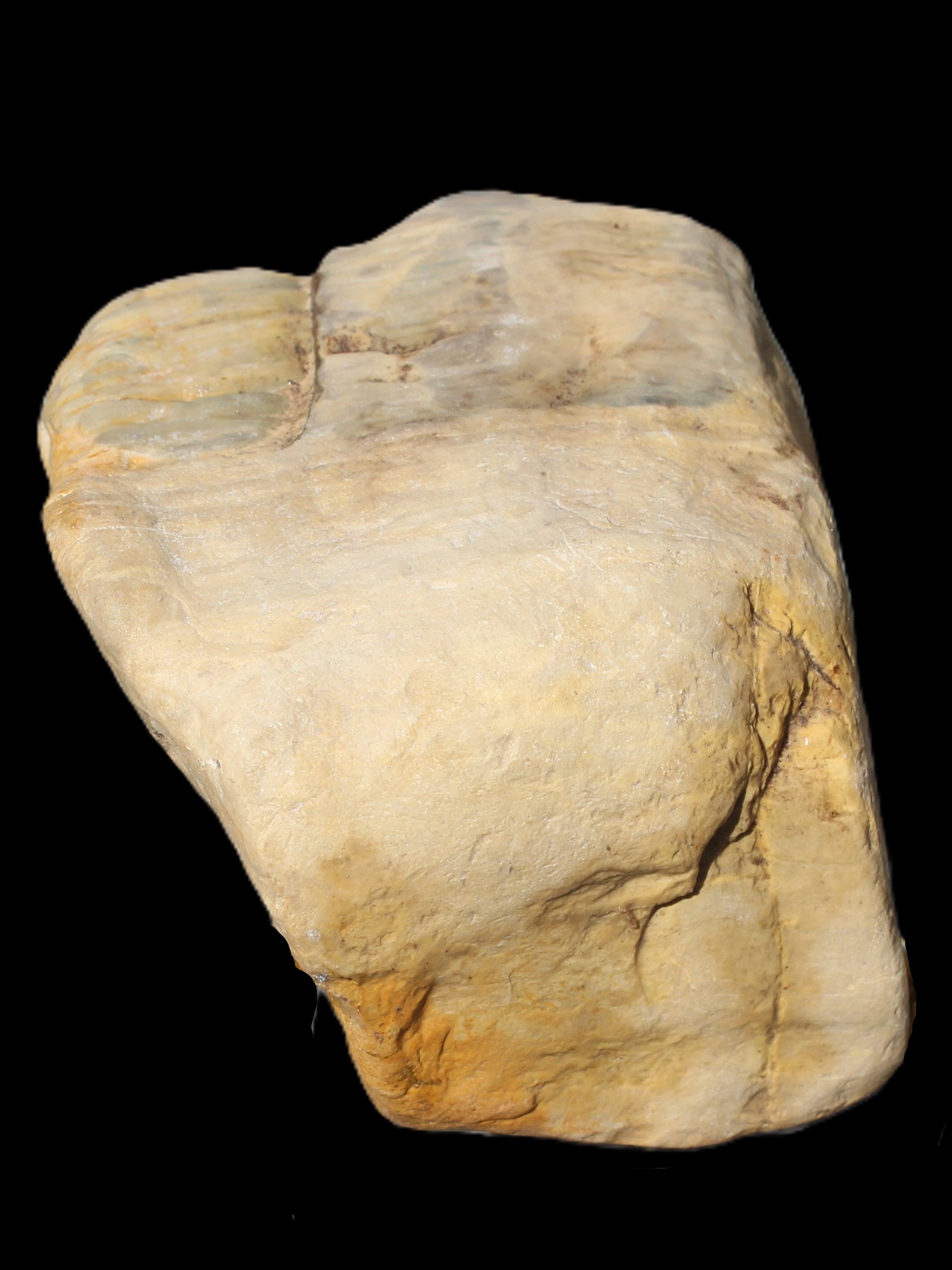 Petrified Wood from Queensland 244g Rocks and Things