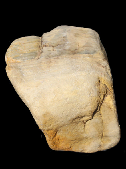 Petrified Wood from Queensland 244g Rocks and Things