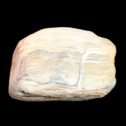 Petrified Wood from Queensland 244g in sunlight - Rocks and Things Store