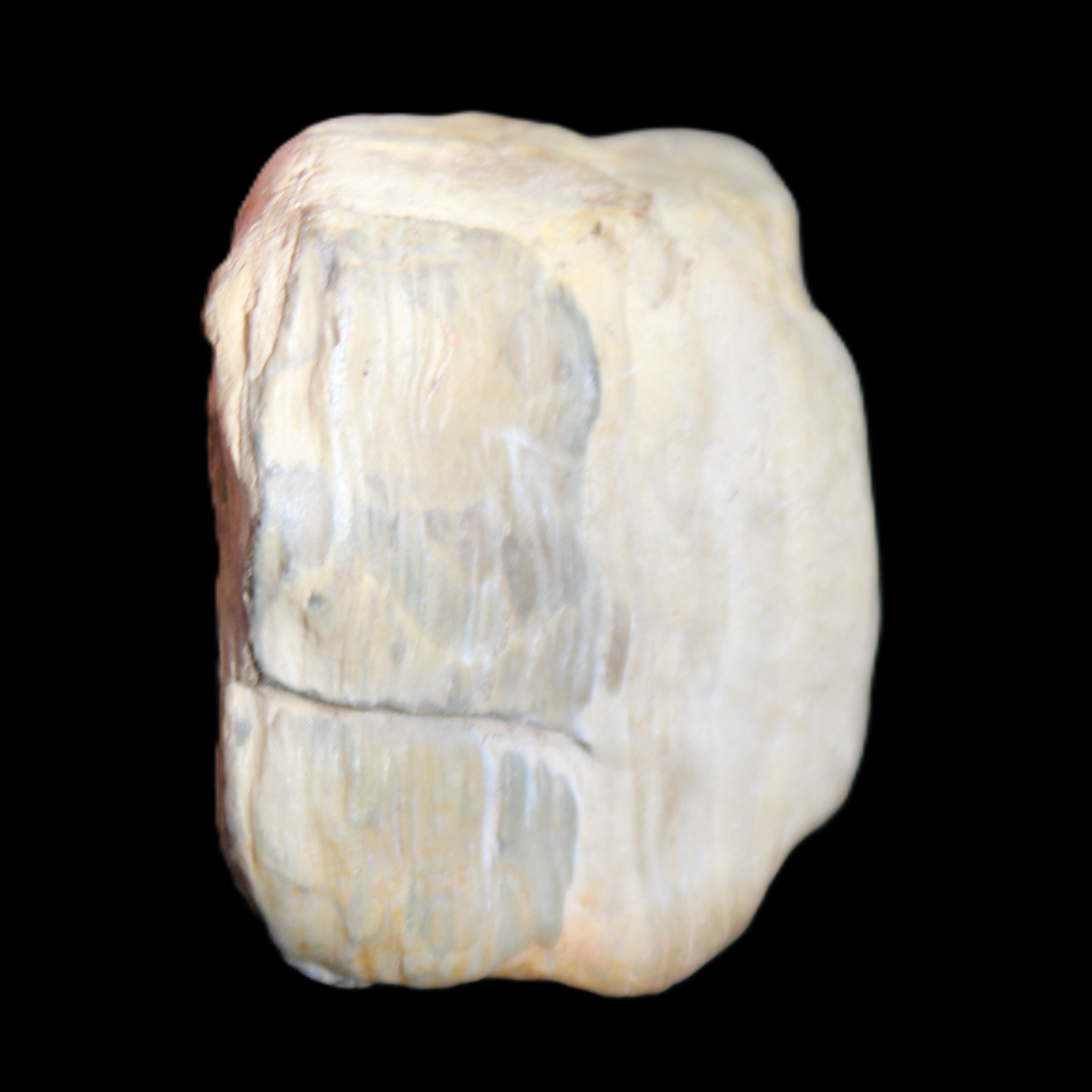 Petrified Wood from Queensland 244g in sunlight - Rocks and Things Store