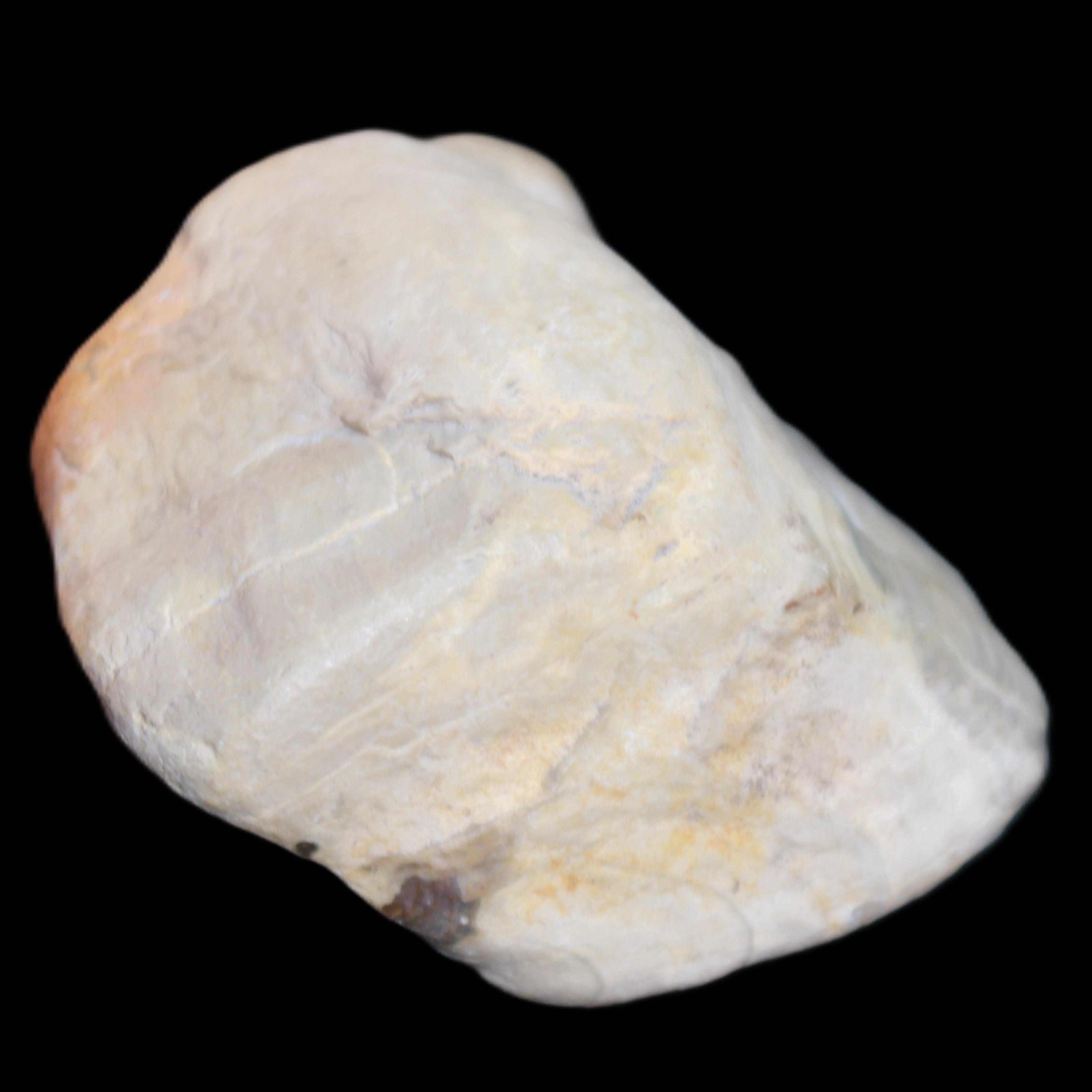 Petrified Wood from Queensland 244g in sunlight - Rocks and Things Store