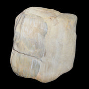 Petrified Wood from Queensland 244g in sunlight - Rocks and Things Store