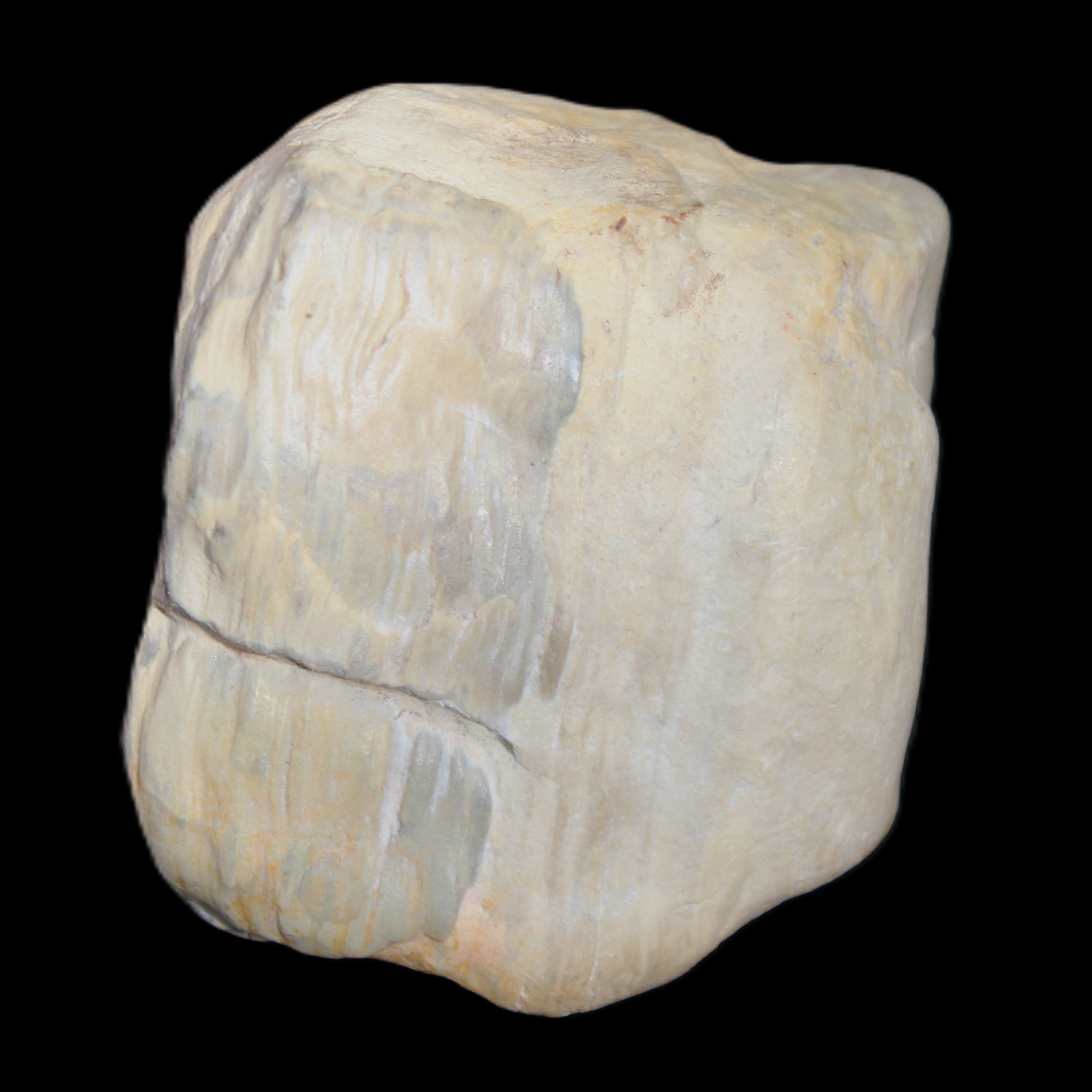 Petrified Wood from Queensland 244g in sunlight - Rocks and Things Store