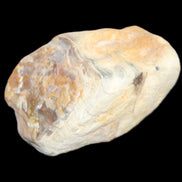 Petrified Wood from Queensland 244g in sunlight - Rocks and Things Store