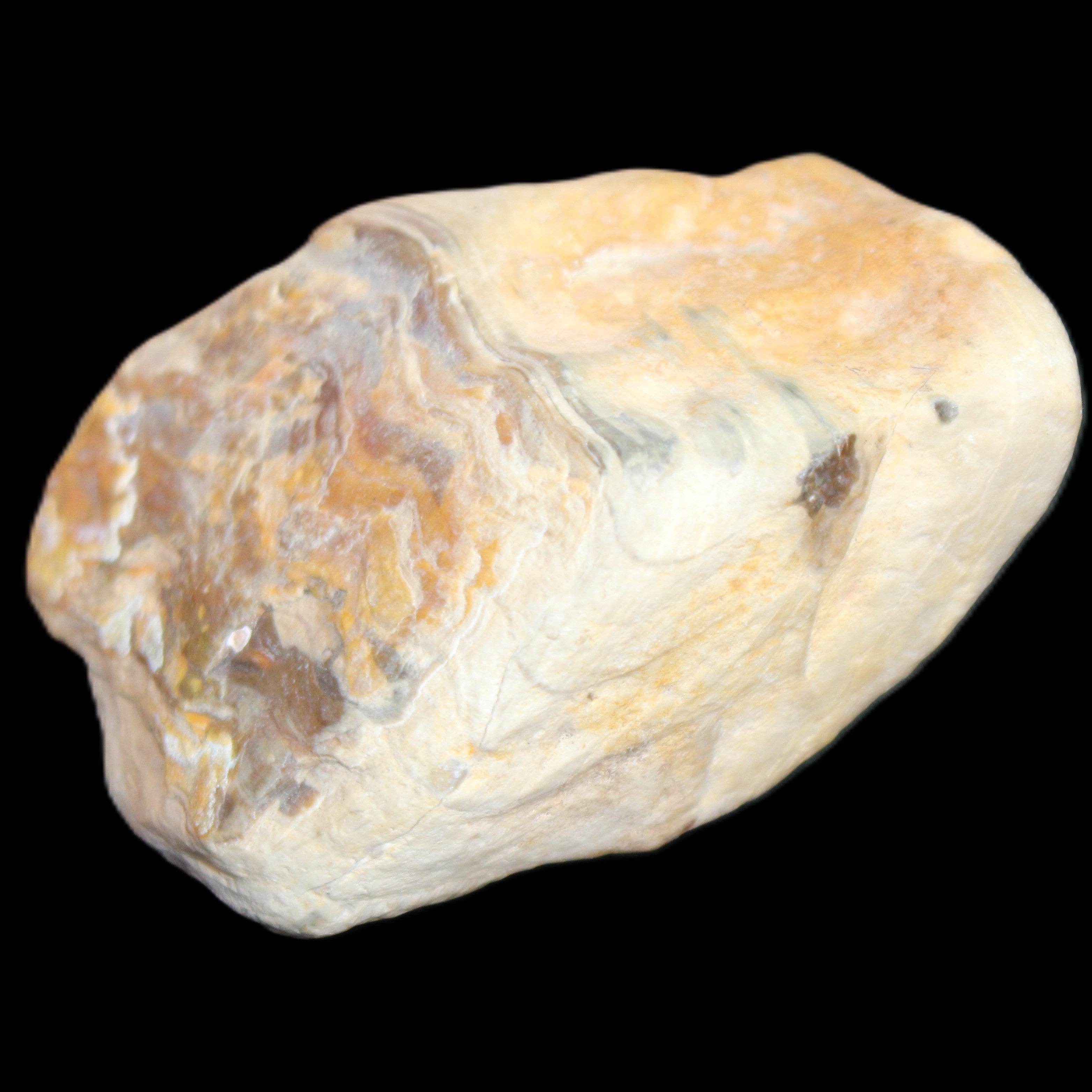 Petrified Wood from Queensland 244g in sunlight - Rocks and Things Store