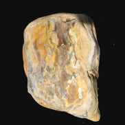 Petrified Wood from Queensland 244g Rocks and Things