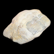 Petrified Wood from Queensland 244g in sunlight - Rocks and Things Store