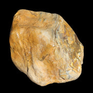 Petrified Wood from Queensland 244g Rocks and Things