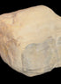 Petrified Wood from Queensland 244g in sunlight - Rocks and Things Store