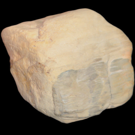 Petrified Wood from Queensland 244g in sunlight - Rocks and Things Store