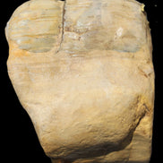 Petrified Wood from Queensland 244g Rocks and Things