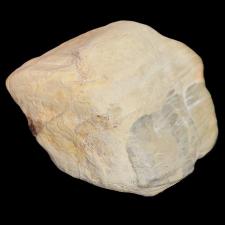 Petrified Wood from Queensland 244g in sunlight - Rocks and Things Store
