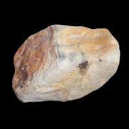 Petrified Wood from Queensland 244g in sunlight - Rocks and Things Store