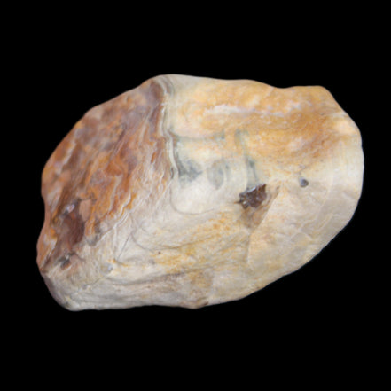 Petrified Wood from Queensland 244g in sunlight - Rocks and Things Store