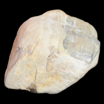 Petrified Wood from Queensland 244g in sunlight - Rocks and Things Store