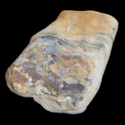 Petrified Wood from Queensland 244g in sunlight - Rocks and Things Store