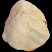 Petrified Wood from Queensland 244g in sunlight - Rocks and Things Store