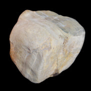 Petrified Wood from Queensland 244g in sunlight - Rocks and Things Store