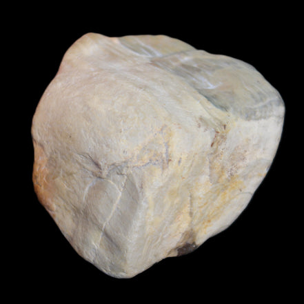 Petrified Wood from Queensland 244g in sunlight - Rocks and Things Store
