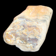 Petrified Wood from Queensland 244g in sunlight - Rocks and Things Store