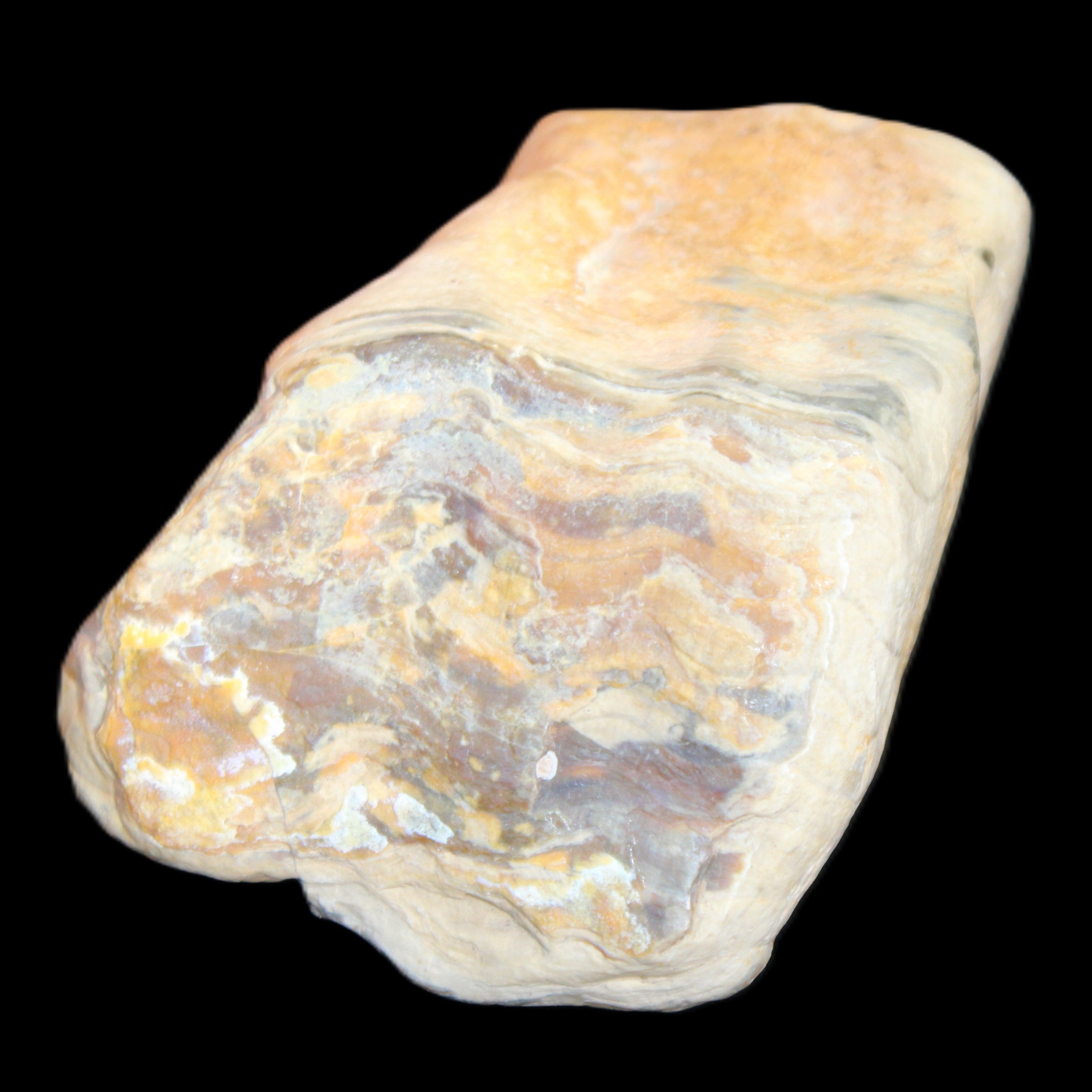 Petrified Wood from Queensland 244g in sunlight - Rocks and Things Store