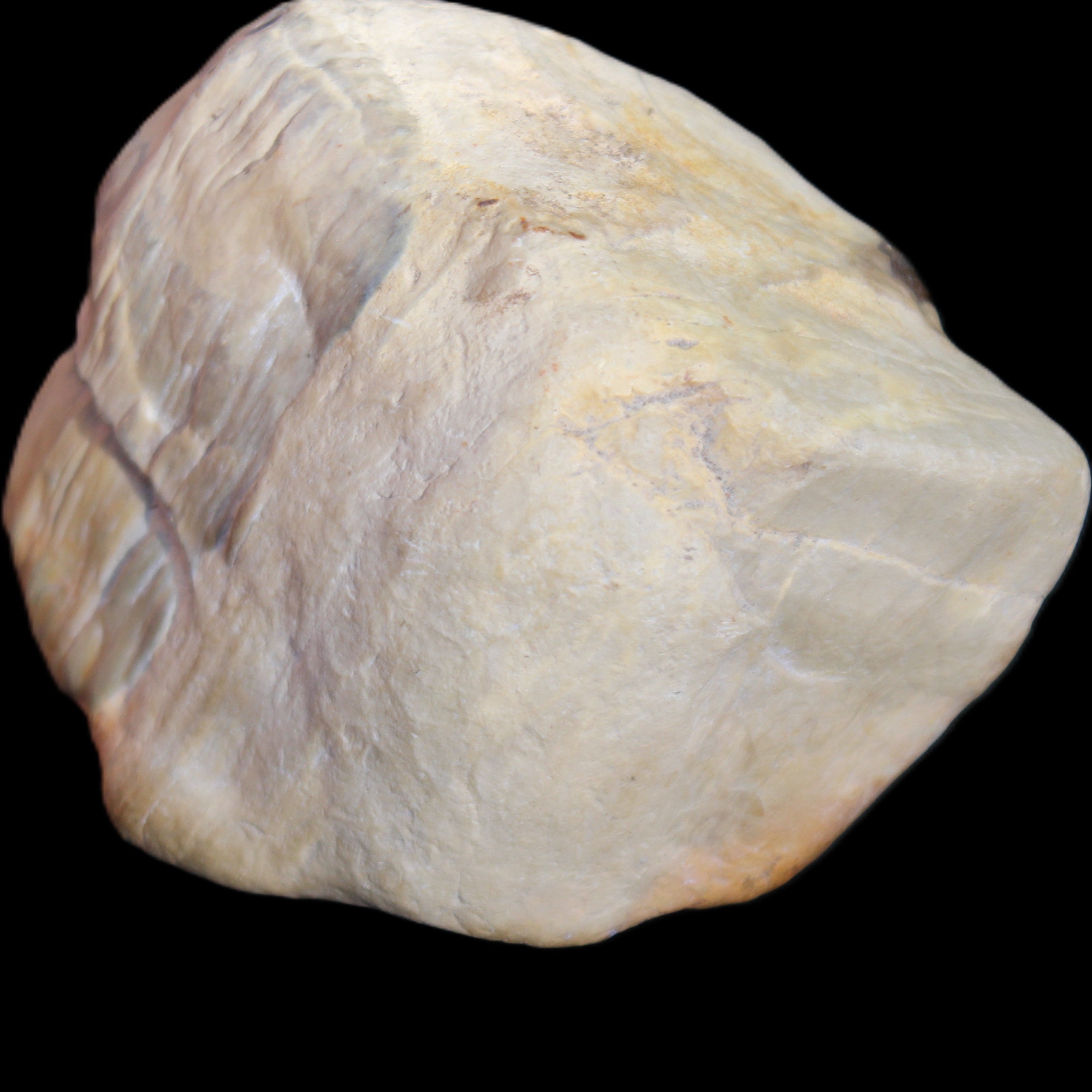 Petrified Wood from Queensland 244g in sunlight - Rocks and Things Store