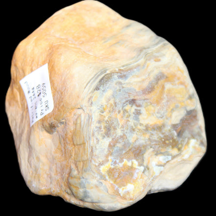 Petrified Wood from Queensland 244g in sunlight - Rocks and Things Store