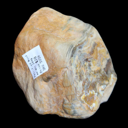 Petrified Wood from Queensland 244g in sunlight - Rocks and Things Store