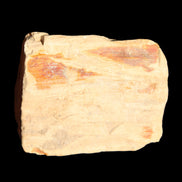 Petrified Wood from Queensland 239g in sunlight - Rocks and Things Store