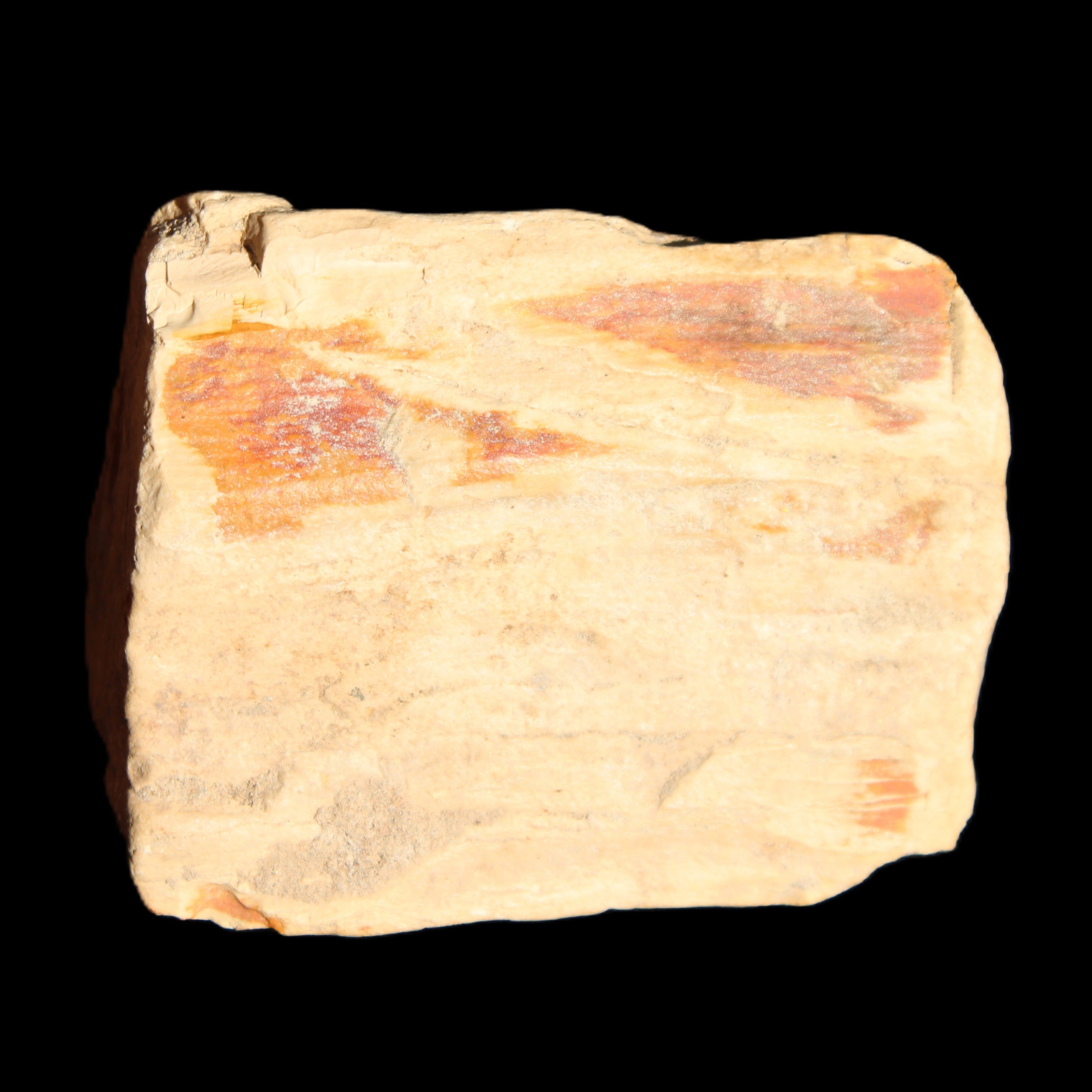Petrified Wood from Queensland 239g in sunlight - Rocks and Things Store