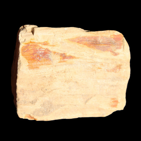 Petrified Wood from Queensland 239g in sunlight - Rocks and Things Store