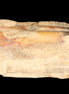 Petrified Wood from Queensland 239g in sunlight - Rocks and Things Store