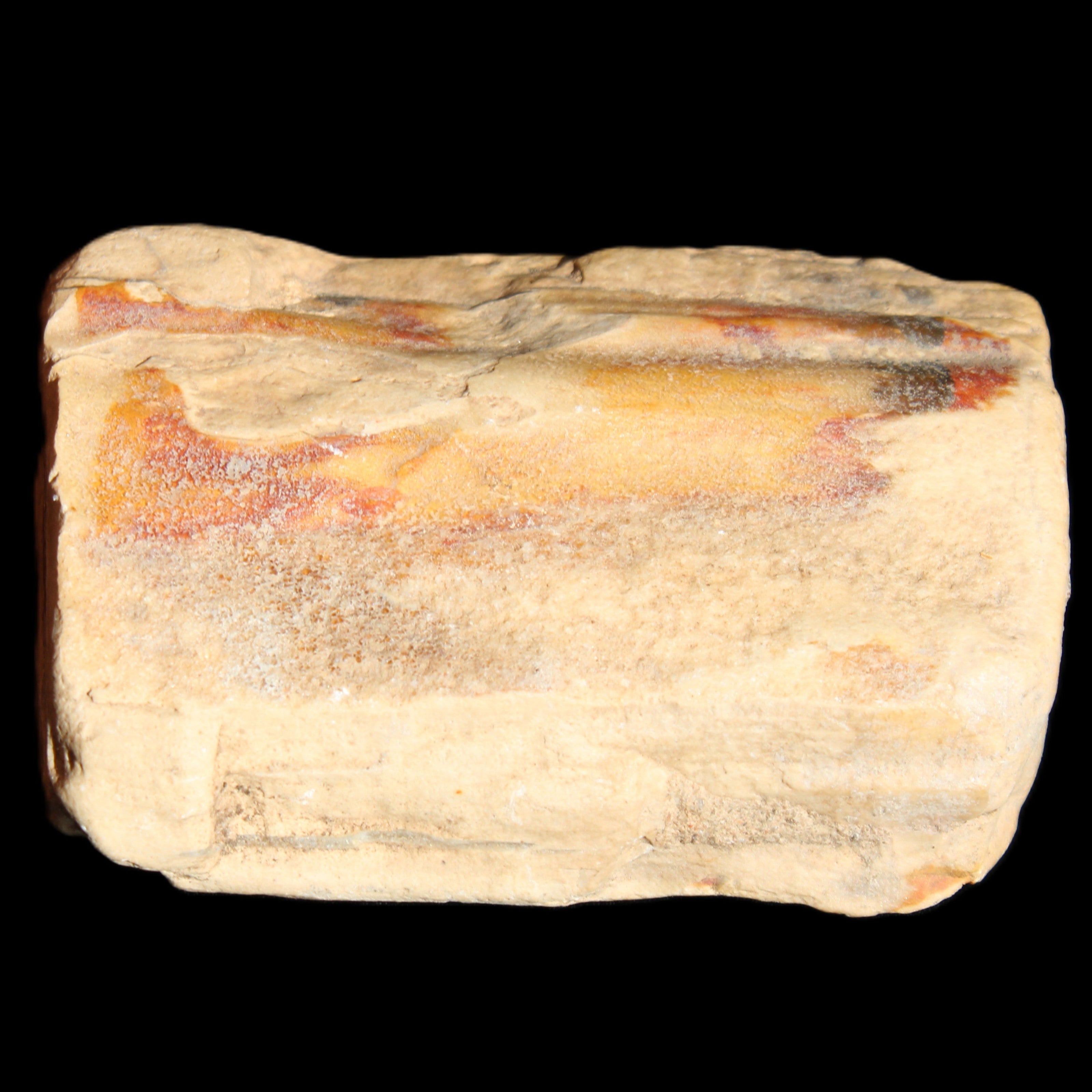Petrified Wood from Queensland 239g in sunlight - Rocks and Things Store