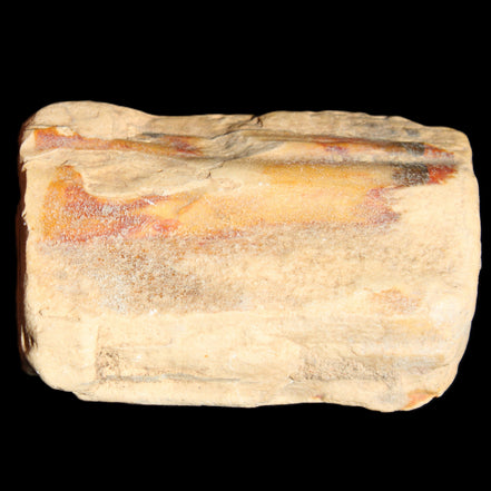 Petrified Wood from Queensland 239g in sunlight - Rocks and Things Store