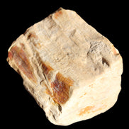 Petrified Wood from Queensland 239g in sunlight - Rocks and Things Store