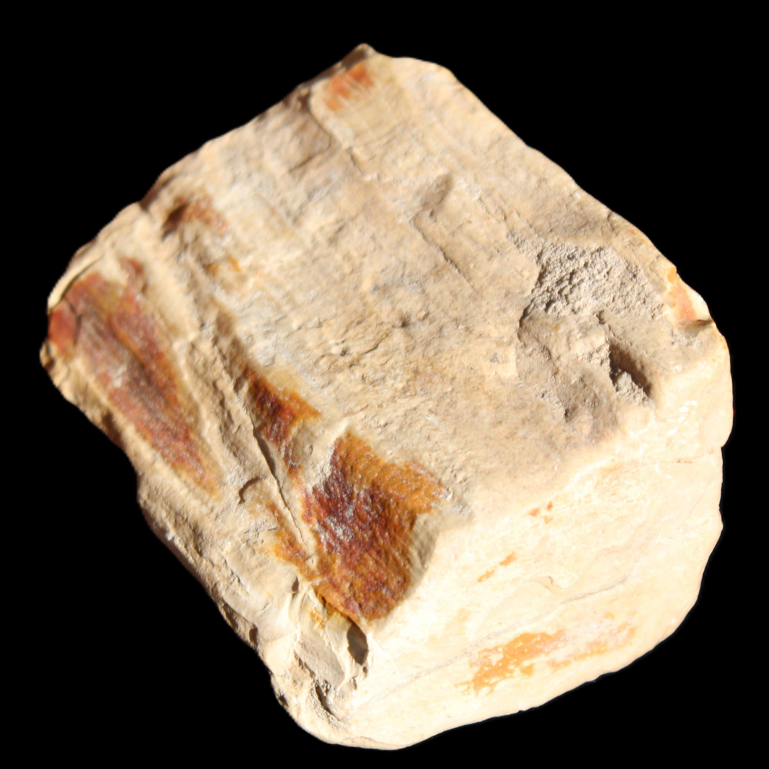 Petrified Wood from Queensland 239g in sunlight - Rocks and Things Store