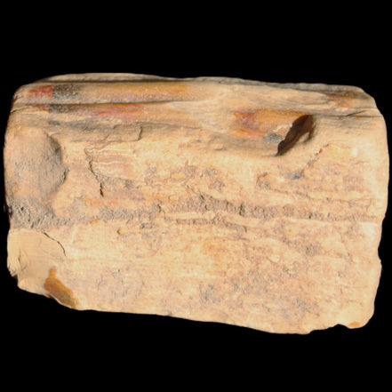 Petrified Wood from Queensland 239g in sunlight - Rocks and Things Store