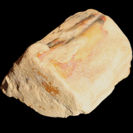 Petrified Wood from Queensland 239g in sunlight - Rocks and Things Store
