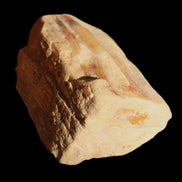 Petrified Wood from Queensland 239g in sunlight - Rocks and Things Store