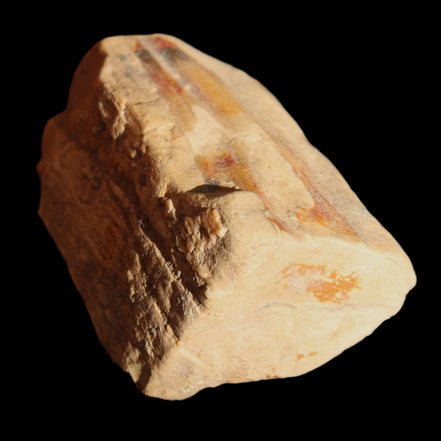 Petrified Wood from Queensland 239g in sunlight - Rocks and Things Store