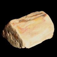 Petrified Wood from Queensland 239g in sunlight - Rocks and Things Store