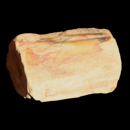 Petrified Wood from Queensland 239g in sunlight - Rocks and Things Store