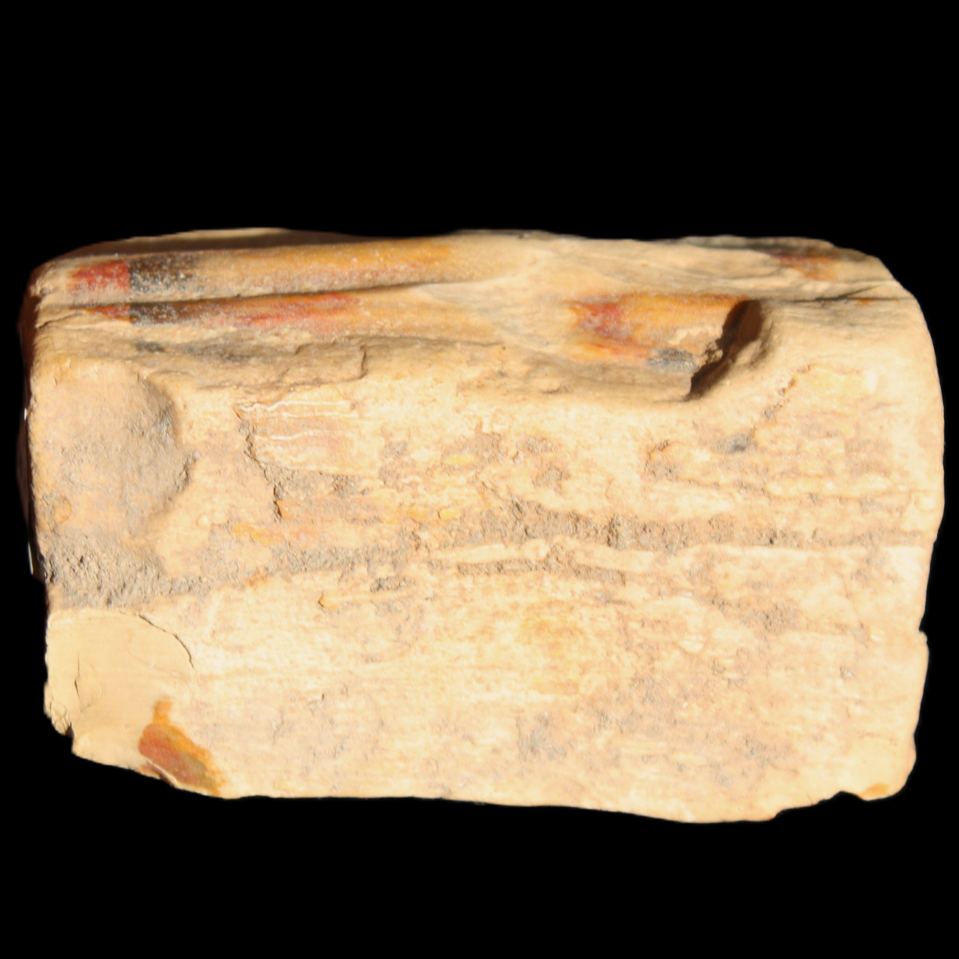 Petrified Wood from Queensland 239g in sunlight - Rocks and Things Store