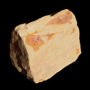 Petrified Wood from Queensland 239g in sunlight - Rocks and Things Store