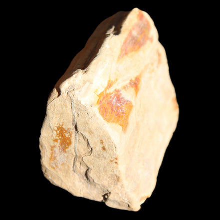 Petrified Wood from Queensland 239g in sunlight - Rocks and Things Store