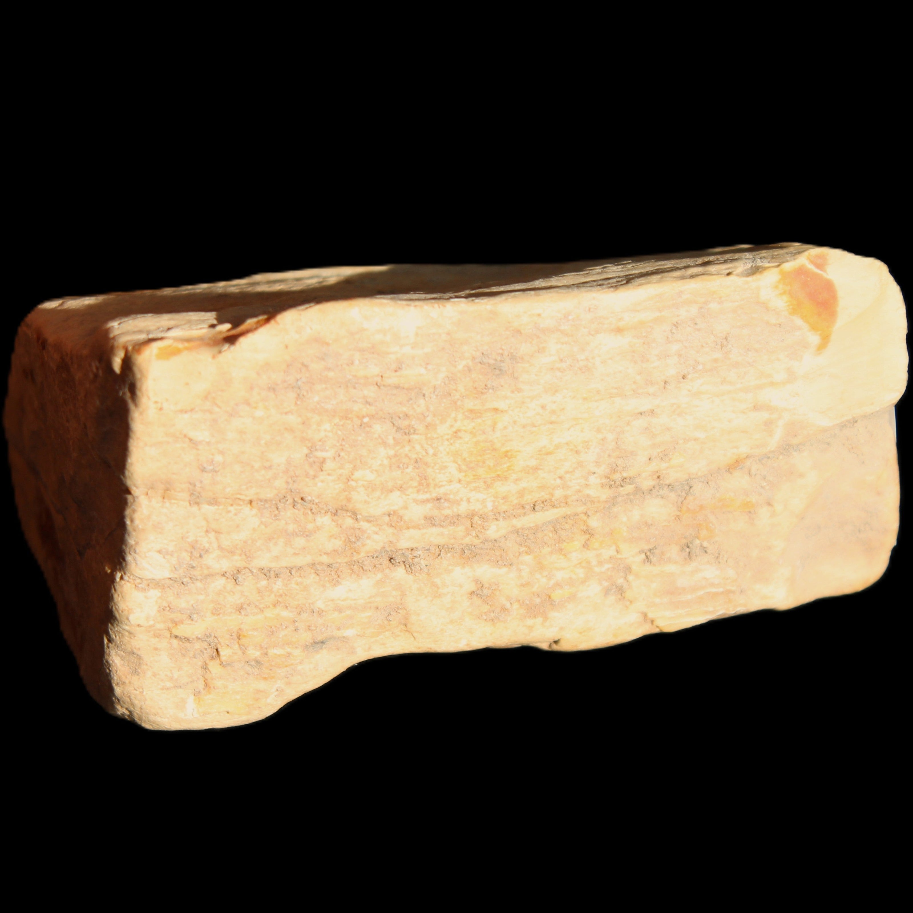 Petrified Wood from Queensland 239g in sunlight - Rocks and Things Store