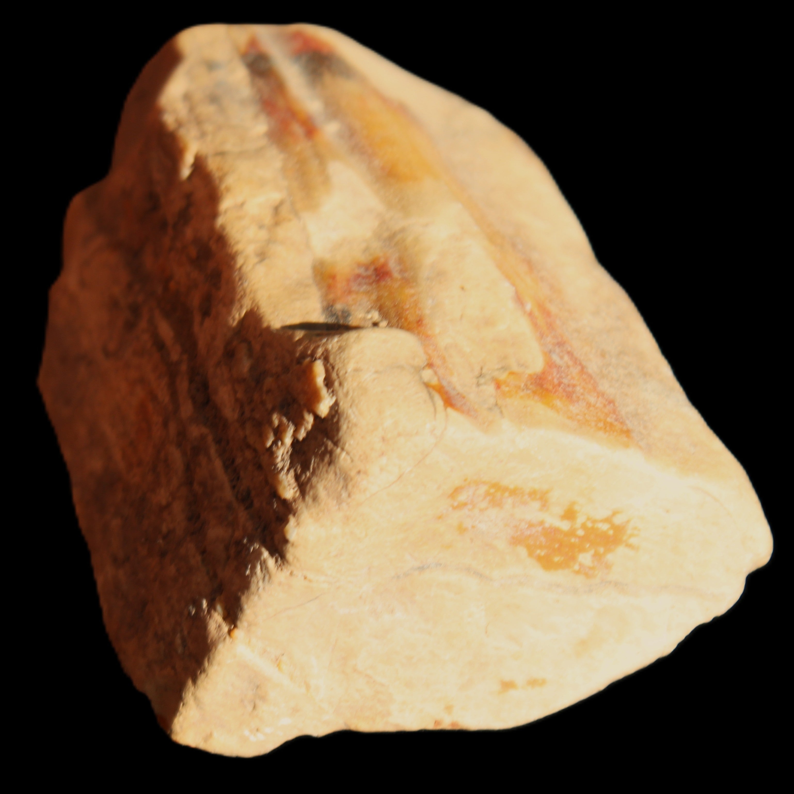 Petrified Wood from Queensland 239g in sunlight - Rocks and Things Store
