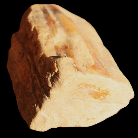 Petrified Wood from Queensland 239g in sunlight - Rocks and Things Store