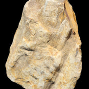 Petrified Wood from Queensland 270g -  Rocks and Things Store